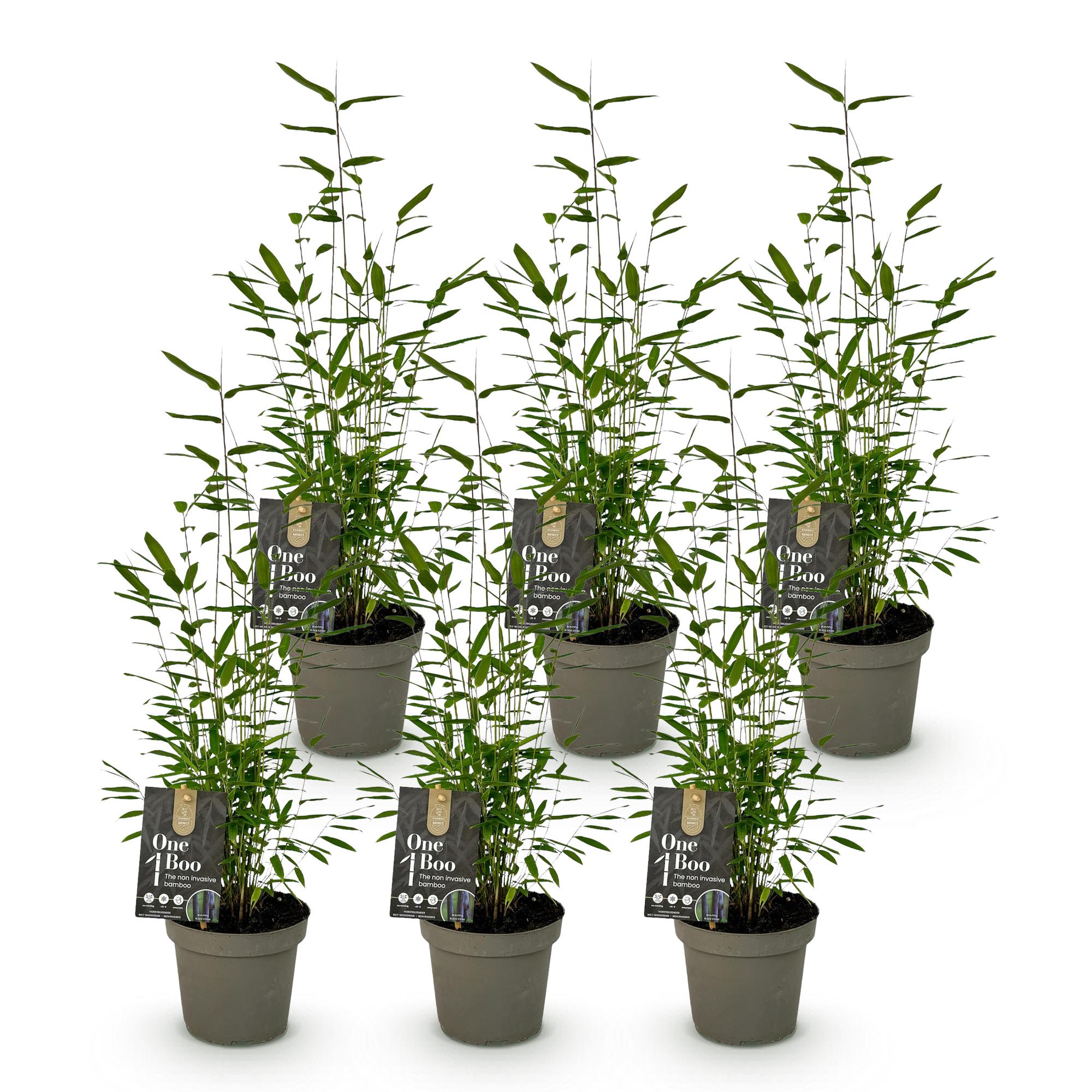 Bamboe - Fargesia Black Dragon - Bladhoudend - Niet Woekerend - Groen - 6 Planten - Pot 14cm - Hoogte 35cm