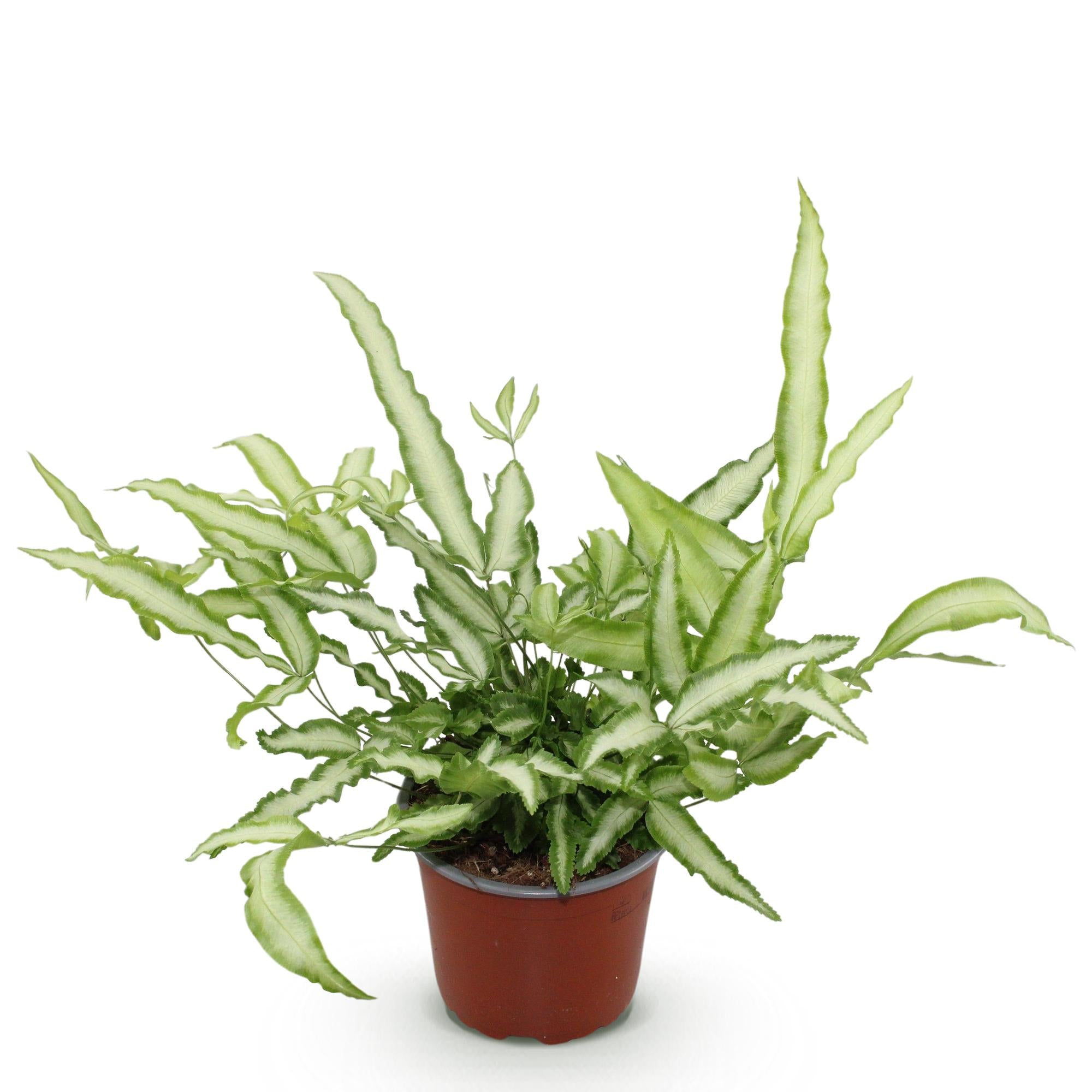 Kamerplant - Pteris cretica Albolineata - Lintvaren - Huisdiervriendelijke Plant - Groen - 1 Plant - Pot 12cm - Hoogte 20cm