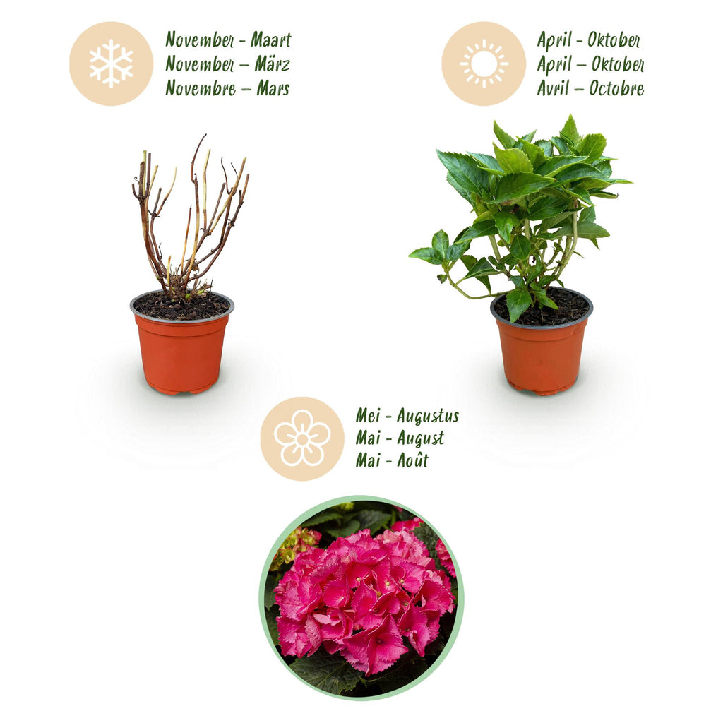 Tuinplant - Hydrangea macrophylla Rood - Hortensia - Winterhard - Rood - 3 Planten - Pot 12cm - Hoogte Hoogte 20-30cm