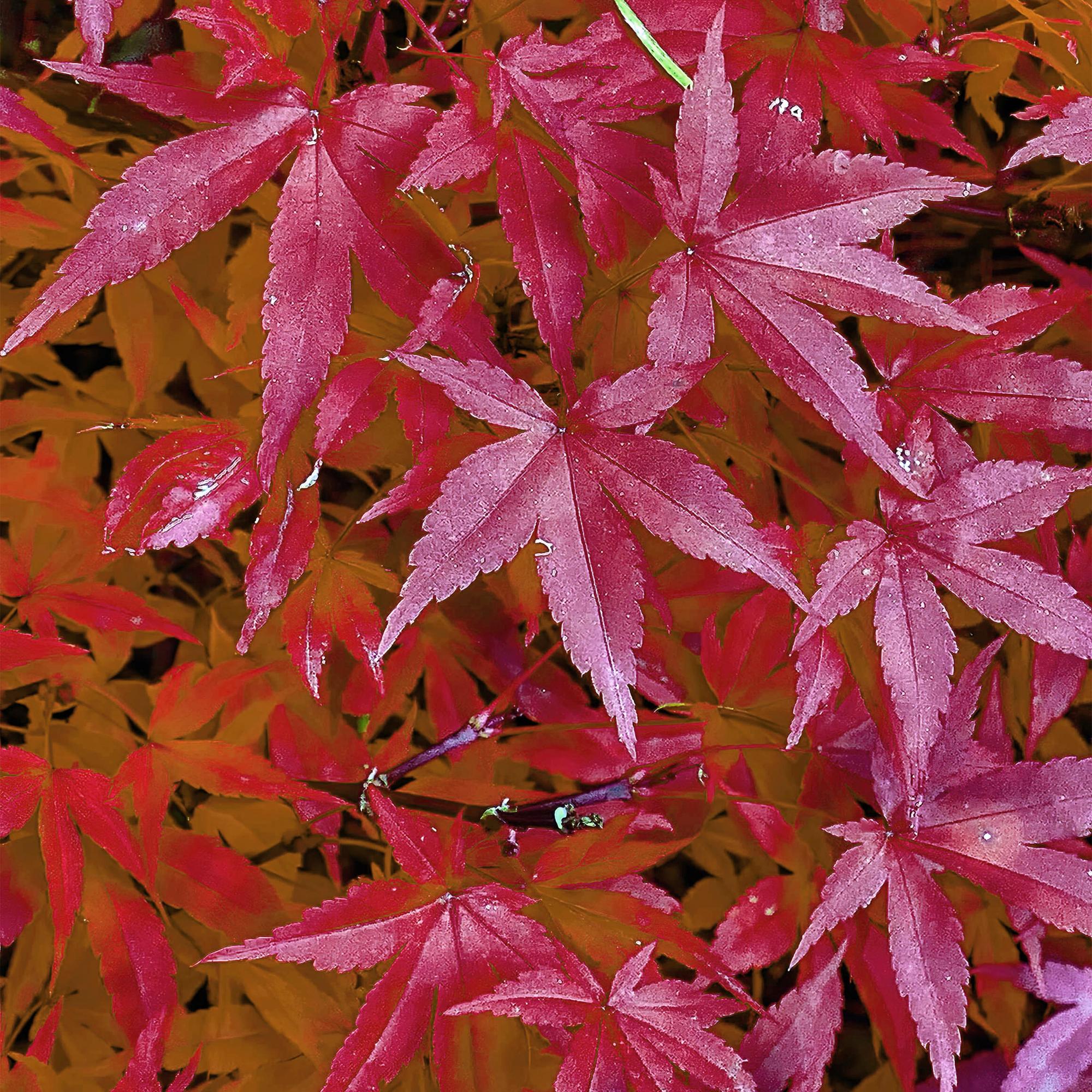 Terrasplant - Japanse Esdoorn - Acer palmatum Pink Dwarf - Roze - 1 Plant - Bladverliezend - Pot 19cm Hoogte 70cm