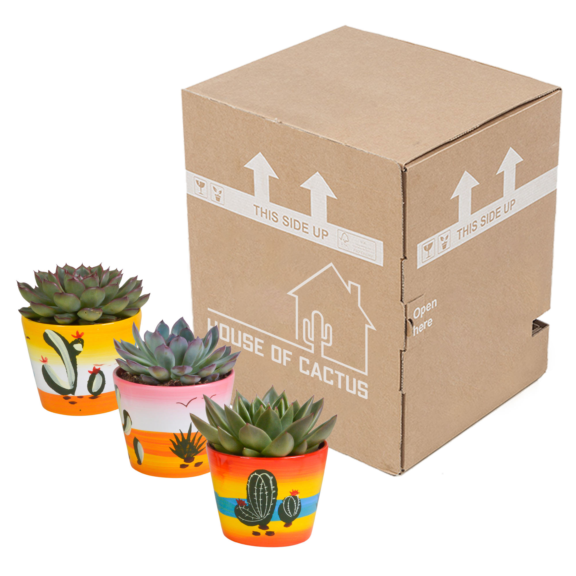 Echeveria mix 8.5 cm - 3x - in Mexicaanse pot