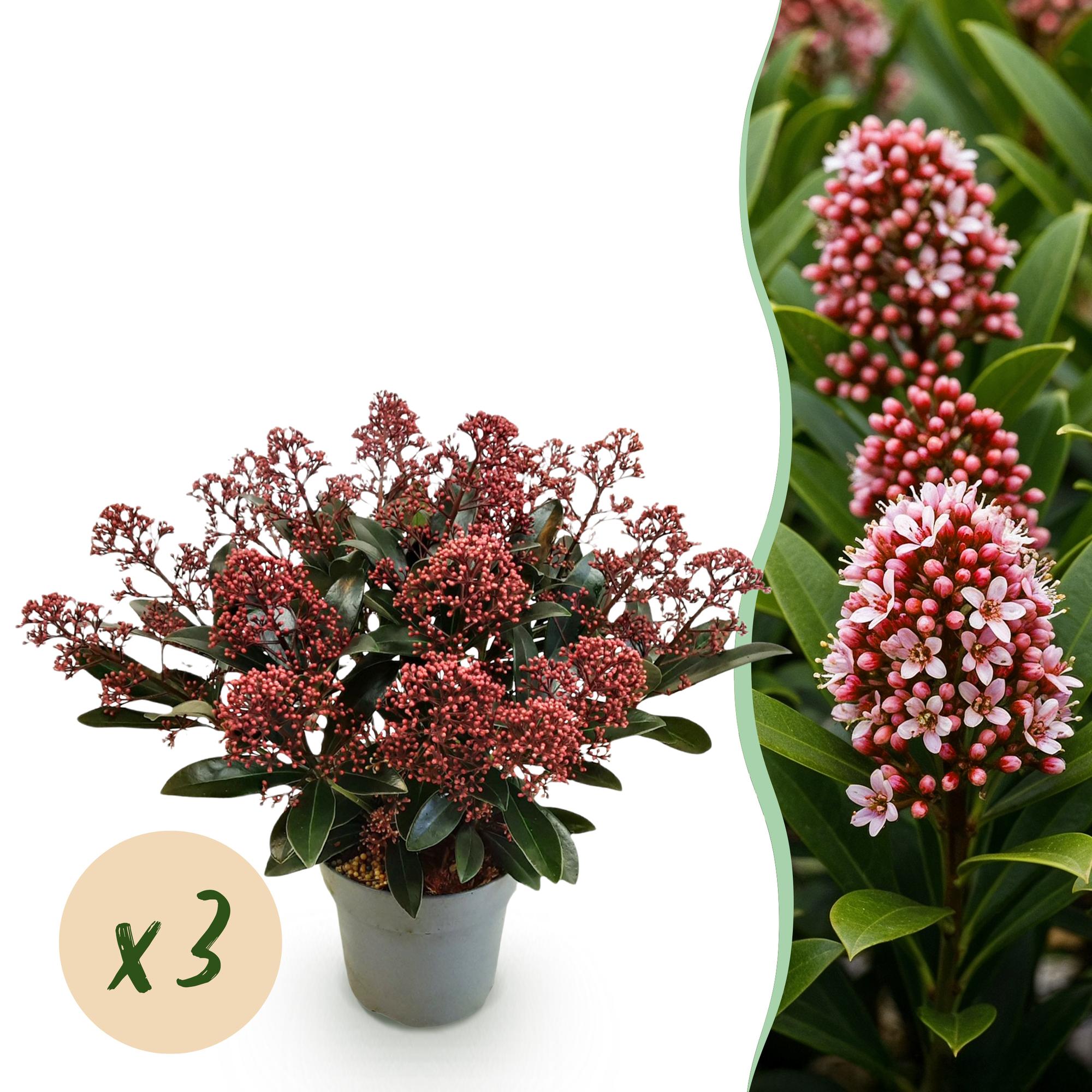 Terrasplant - Skimmia japonica Rubella - Boem Rood - 15+ Bloemen - 3 Planten - Winterhard - Pot 15cm Hoogte 30cm