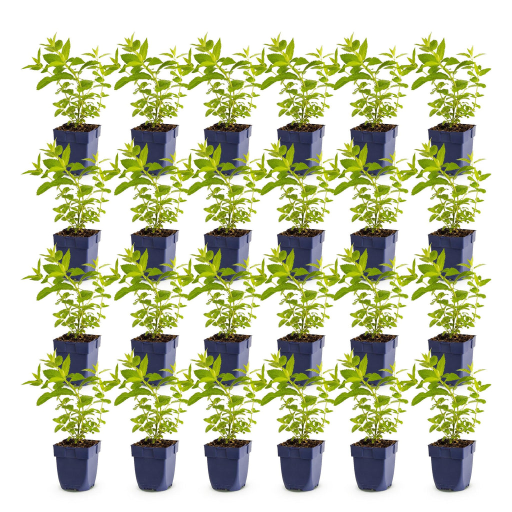 Vasteplant - Nepeta sib. Wild Orchid - Kattenkruid - Bijen en Vlinderlokkers - Roze - 24 Planten - Pot 11cm - Hoogte 15-25cm