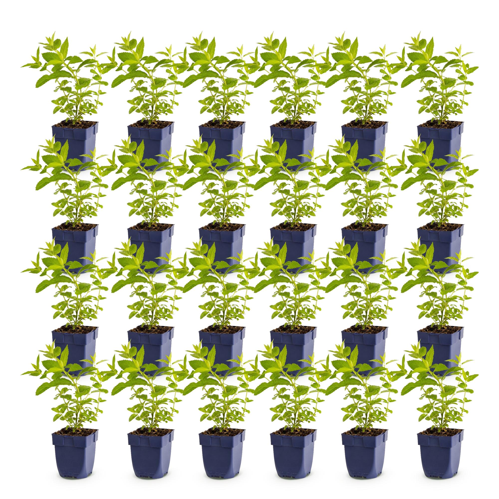 Vasteplant - Nepeta sib. Wild Orchid - Kattenkruid - Bijen en Vlinderlokkers - Roze - 24 Planten - Pot 11cm - Hoogte 15-25cm