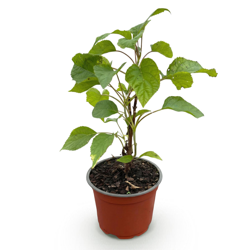 Tuinplant - Hydrangea arborescens Annabelle - Hortensia - Winterhard - Wit - 1 Plant - Pot 12cm - Hoogte Hoogte 20-30cm