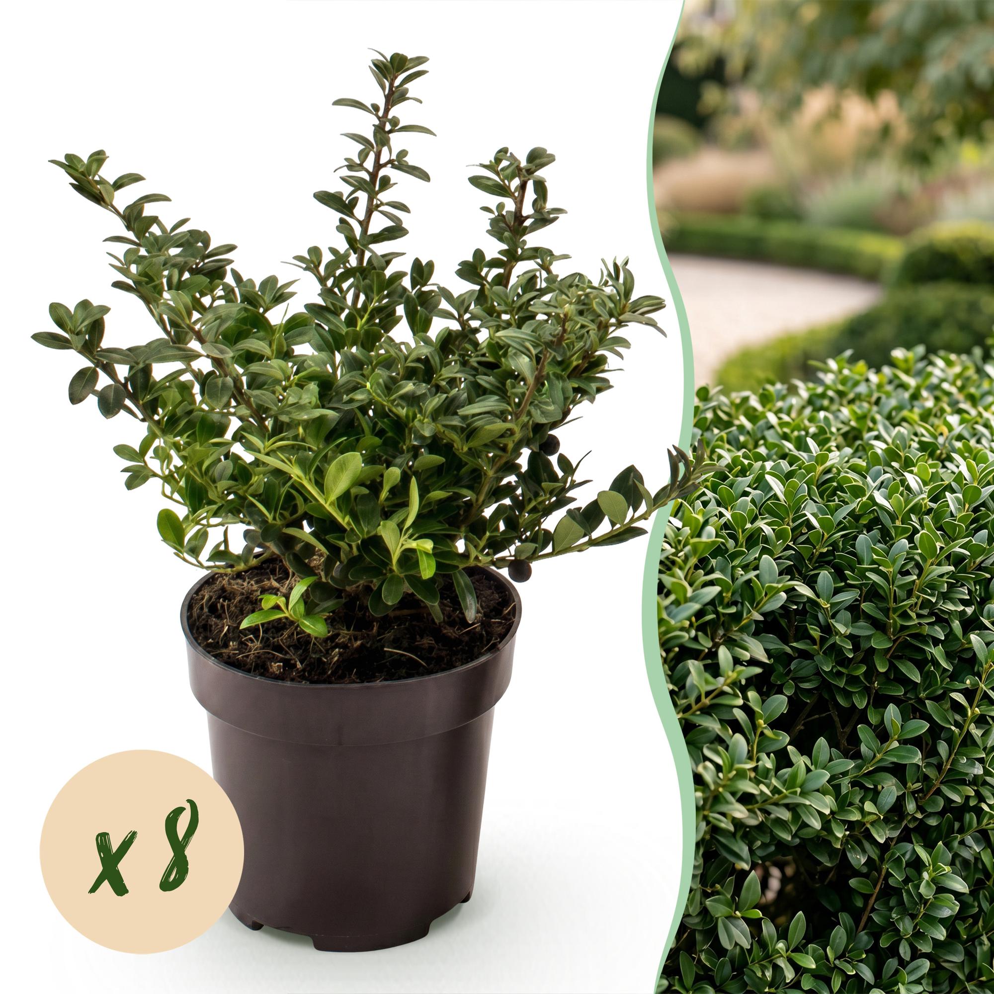 8x Ilex crenata Stokes - Japanse Hulst - Haagplanten - Groenblijvend - Groen - Pot 9cm - Hoogte 20-30cm