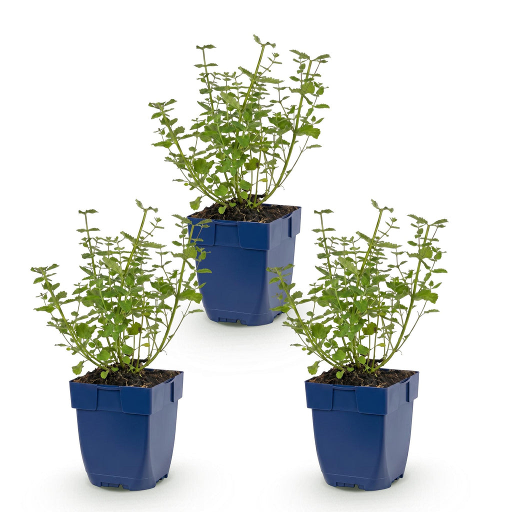 Vasteplant - Nepeta faassenii Walker's Low - Kattenkruid - Bijen en Vlinderlokkers - Blauw - 3 Planten - Pot 11cm - Hoogte 15-25cm