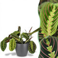 Kamerplant - Maranta Fascinator Tricolour - Gebedsplant - Huisdiervriendelijke Plant - Groen - 1 Plant - met Potter Grijs - Pot 12cm - Hoogte 25cm