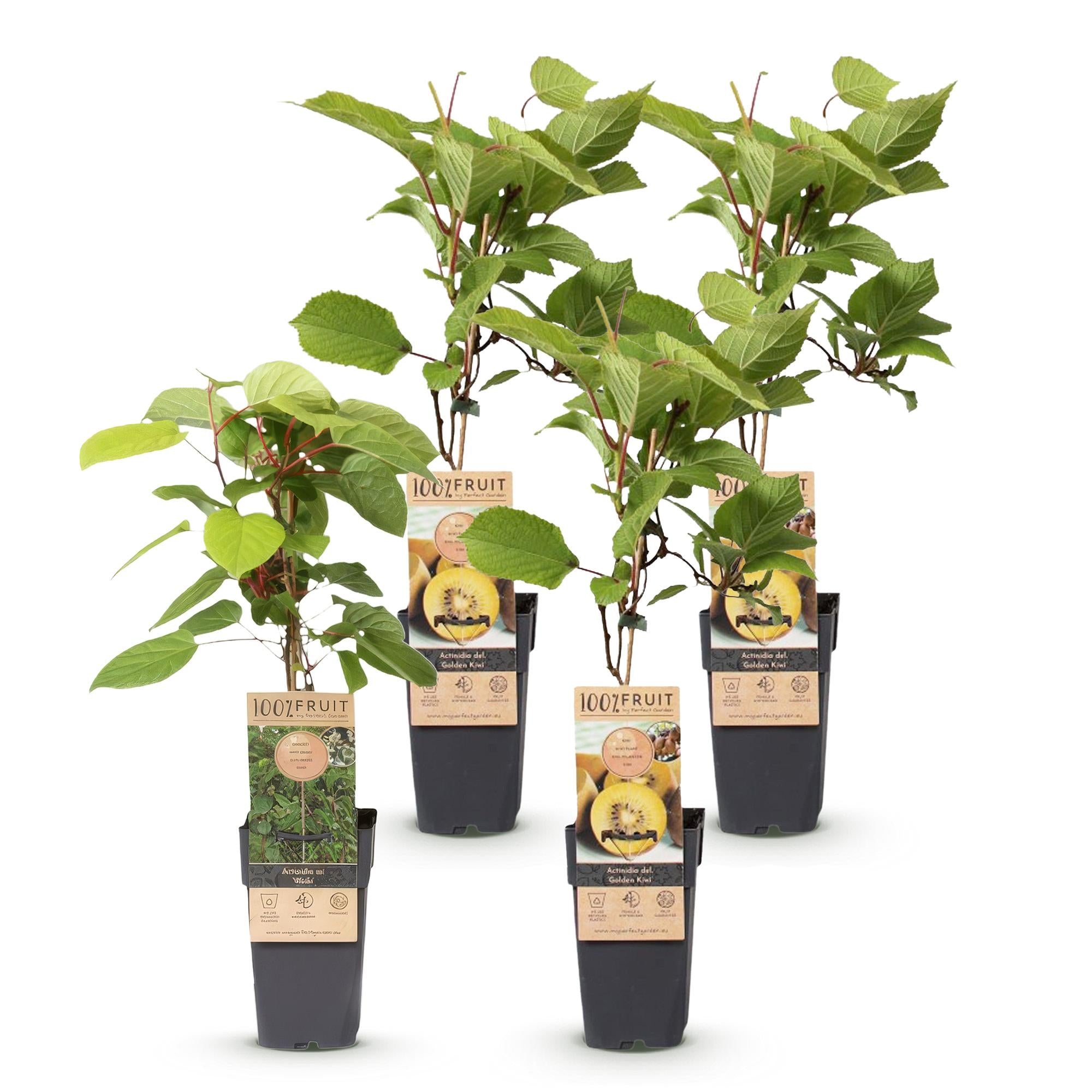 Fruitplant - Actinidia Weiki & Golden Kiwi - Kiwiplant - 1 Mannelijke - 3 Vrouwelijke - Planten - Geel - Pot 15cm - Hoogte 50cm
