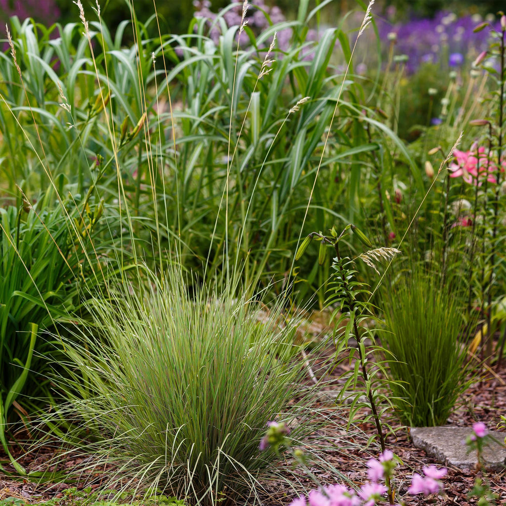 Siergrassen - Festuca glauca Golden Toupee - Geel - 4 Planten - Bladhoudend - Weinig Onderhoud - Pot 17cm Hoogte 50cm
