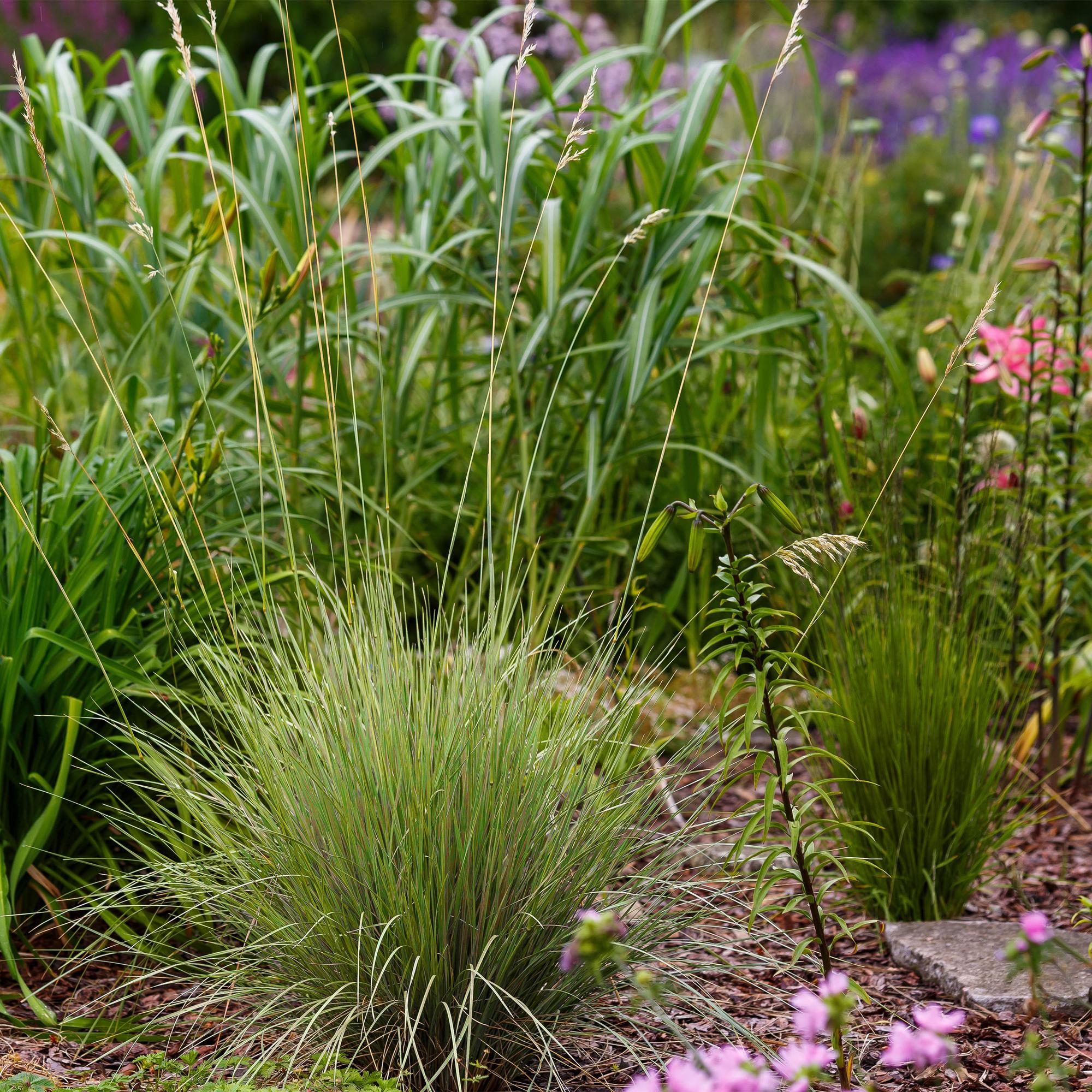 Siergrassen - Festuca glauca Golden Toupee - Geel - 4 Planten - Bladhoudend - Weinig Onderhoud - Pot 17cm Hoogte 50cm