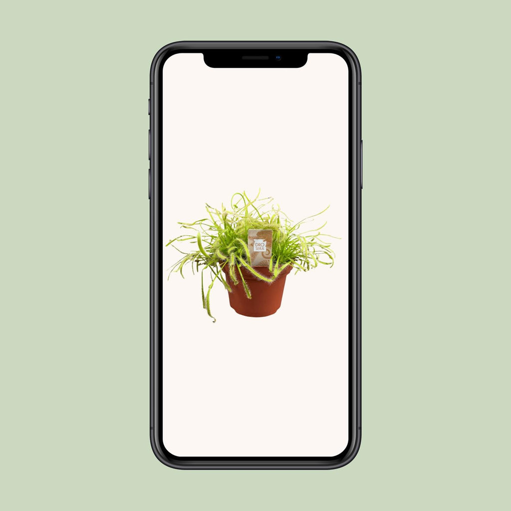 Drosera Capensis - Ø12cm - ↕17cm