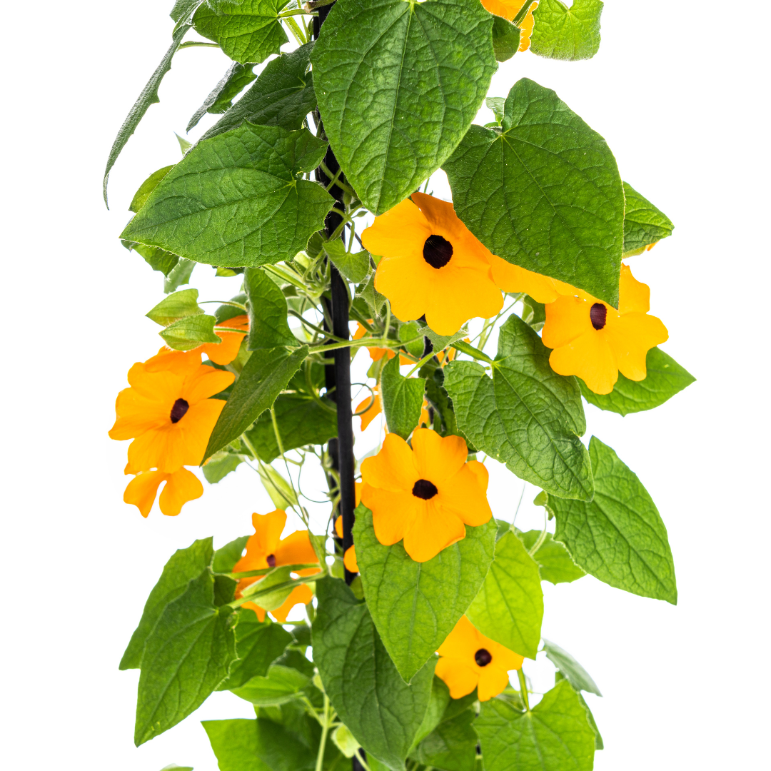 4x Thunbergia Alata Sunny Susy New Orange Ø13 cm - ↕60 cm
