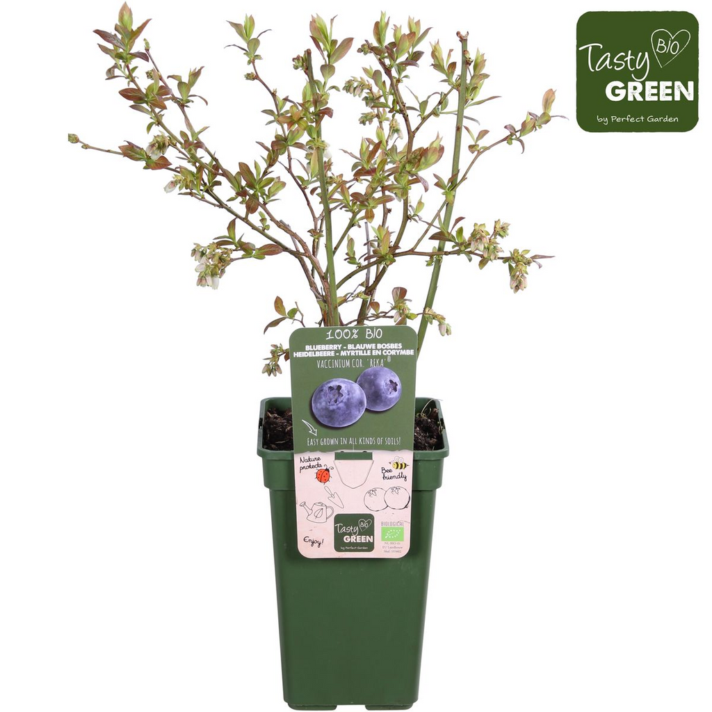 Vaccinium corymbosum 'Reka' - Blauwe bes - Ø13cm - ↕30cm