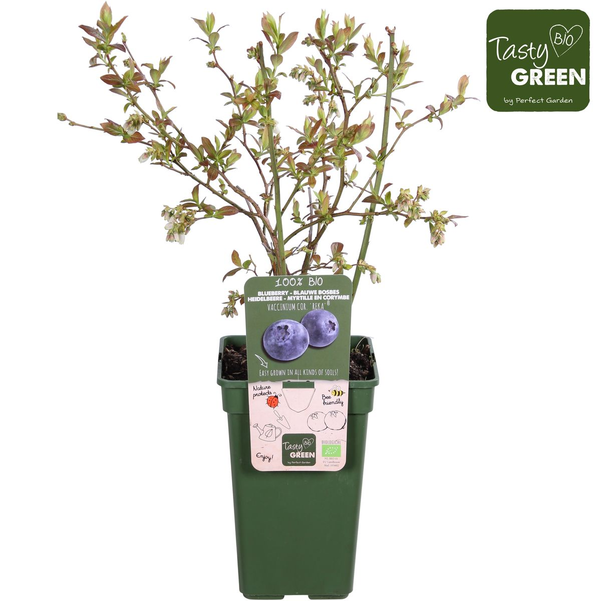 Vaccinium corymbosum 'Reka' - Blauwe bes - Ø13cm - ↕30cm