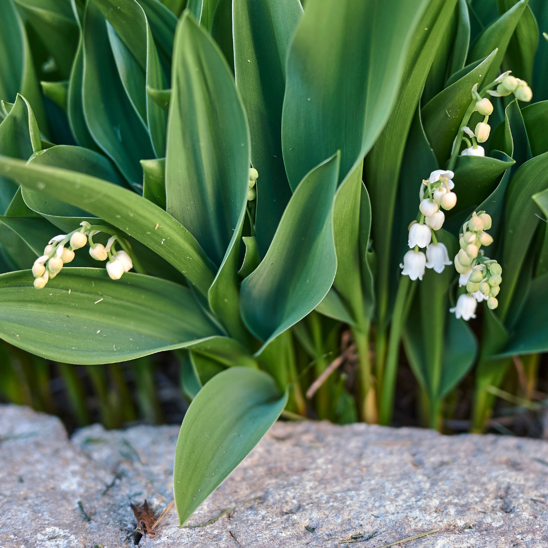 24x Convallaria majalis - ↕10-25cm - Ø9cm