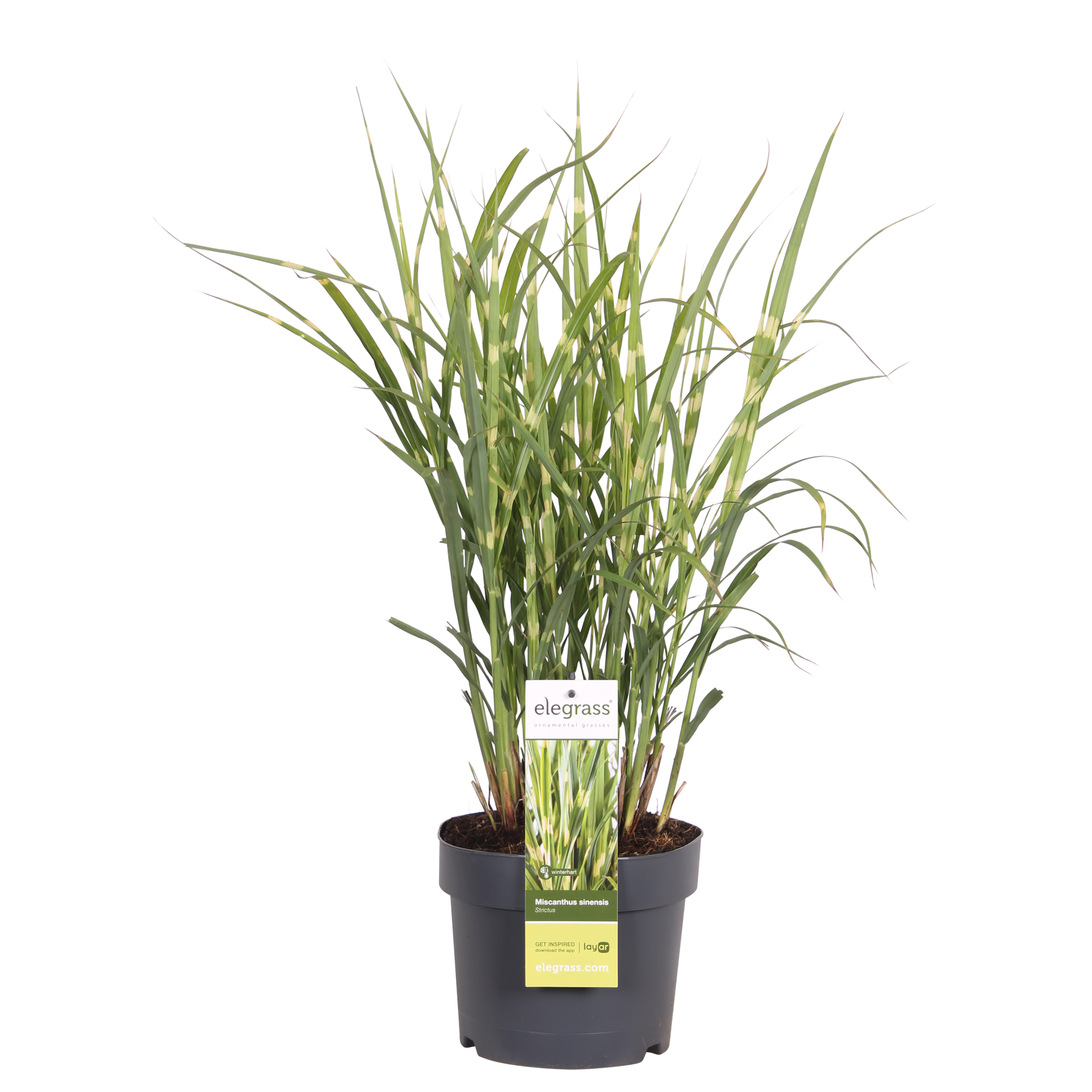 Miscanthus sinensis Strictus - Ø23cm - ↕60cm - Ø19 - ↨50cm