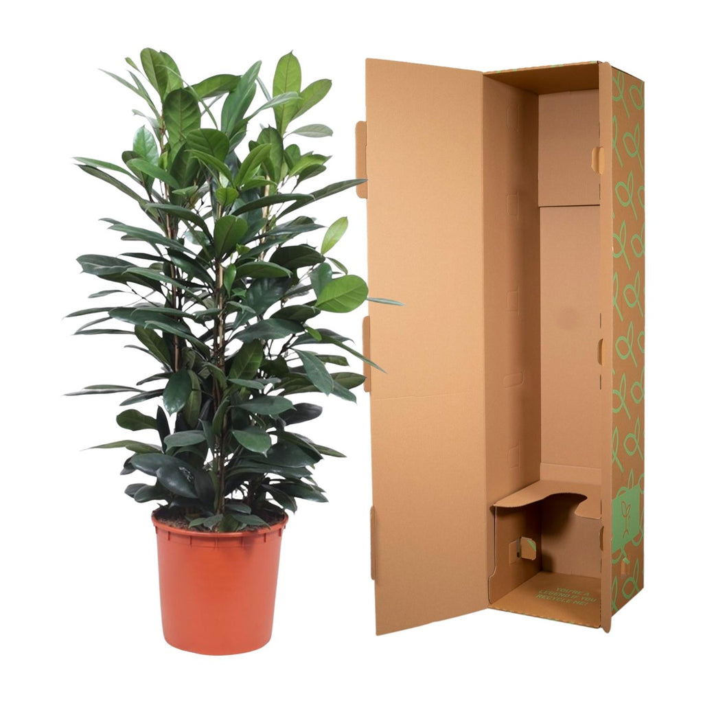 Ficus Cyathistipula struik - 140 cm - ø34