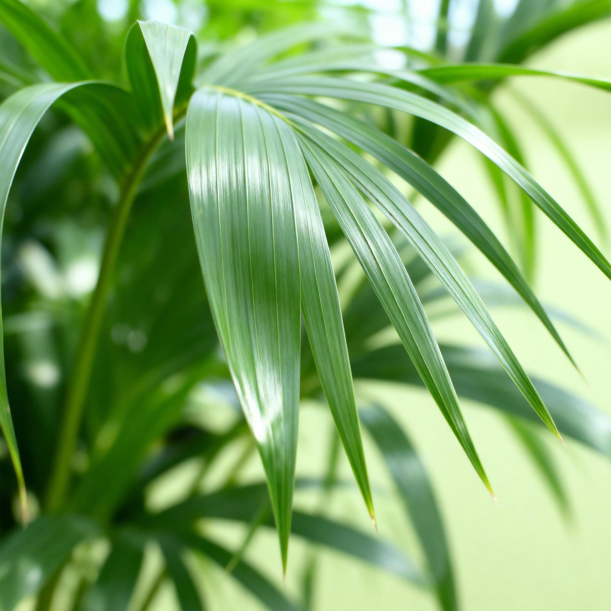 Kamerplant - Howea Forsteriana - Kentia Palm - Weinig Onderhoud - Groen - 2 planten - Pot 17cm - Hoogte 70-75cm