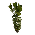 Ficus Lyrata struik - 180 cm - Ø27