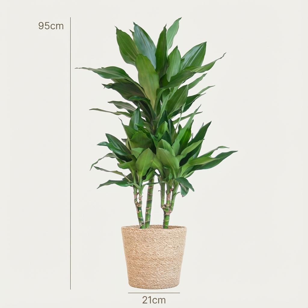 Dracaena  Janet Lindt met Zeegras mand naturel - 95cm - Ø21