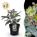 Tuinplant - Lenten Rose - Helleborus sternii Silver Dollar - Groene  Bloem -2 Planten- Groenblijvend - Pot 14cm Hoogte 35cm