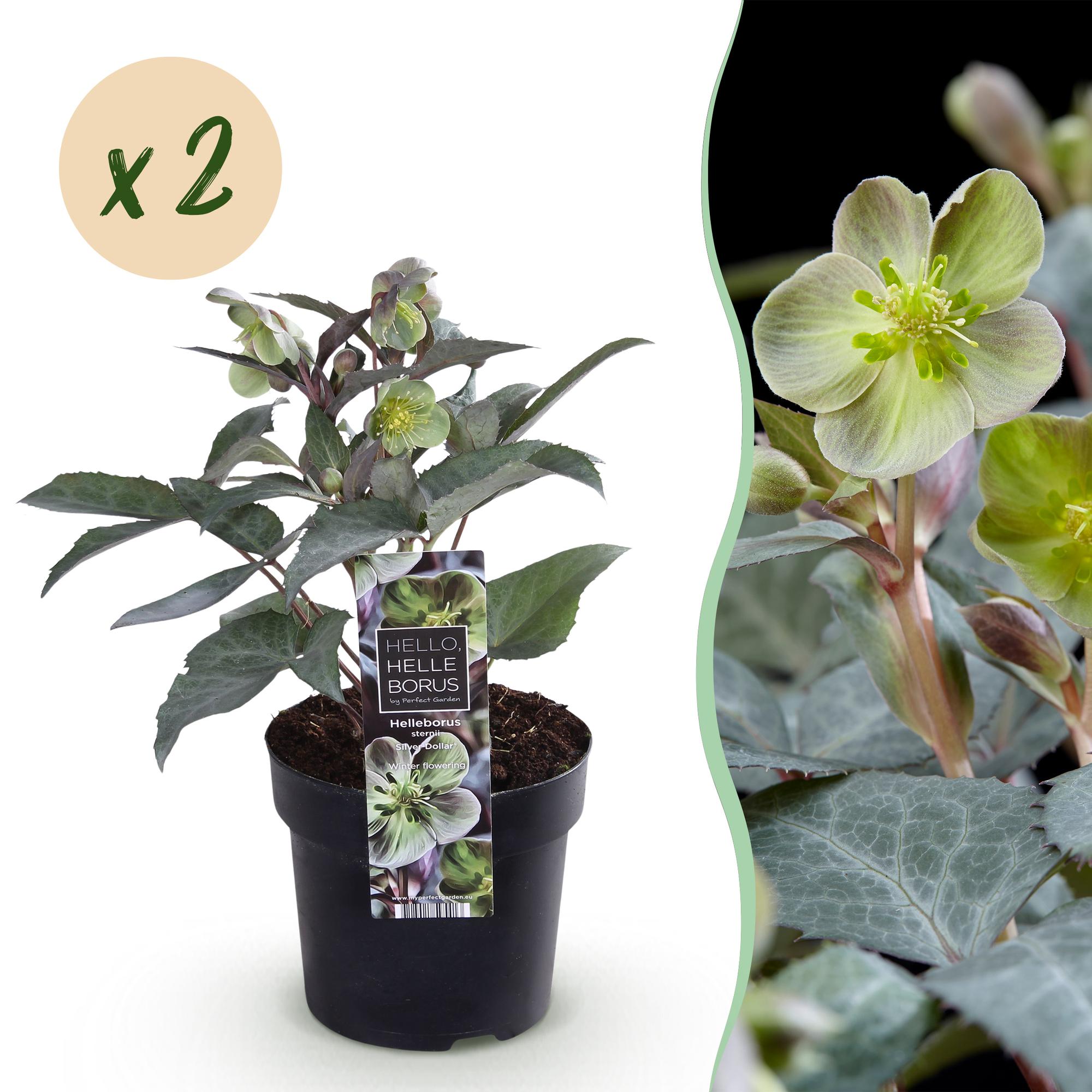Tuinplant - Lenten Rose - Helleborus sternii Silver Dollar - Groene  Bloem -2 Planten- Groenblijvend - Pot 14cm Hoogte 35cm