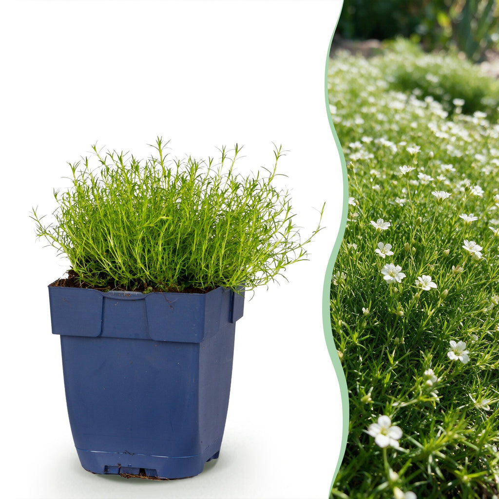 Vasteplant - Sagina subulata - Vetmuur - Rotsplanten - Wit - 12 Planten - Pot 11cm - Hoogte 15-25cm