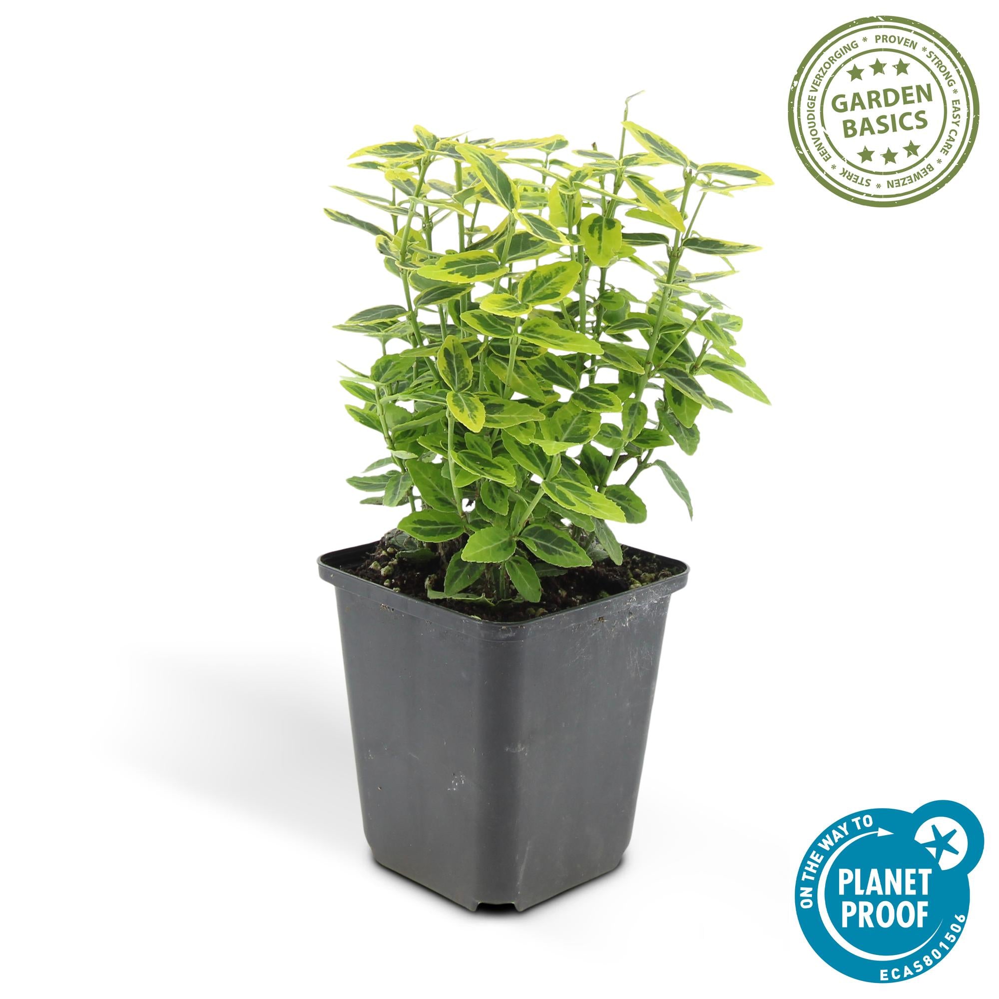 48x Euonymus fort. 'Emerald 'n Gold’ - ↕10-25cm - Ø9cm
