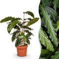 Green is... Kamerplanten - Calathea Rufibarba - Pauwen plant - Weinig onderhoud - Groen - 1 Plant - Pot 17cm - Hoogte 55-60cm