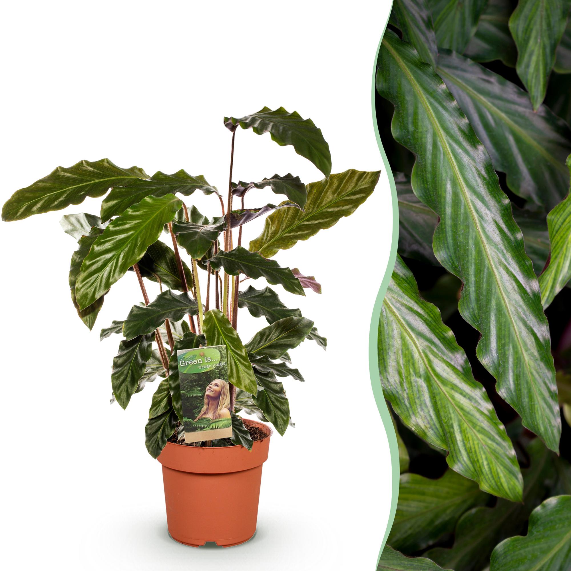 Green is... Kamerplanten - Calathea Rufibarba - Pauwen plant - Weinig onderhoud - Groen - 1 Plant - Pot 17cm - Hoogte 55-60cm