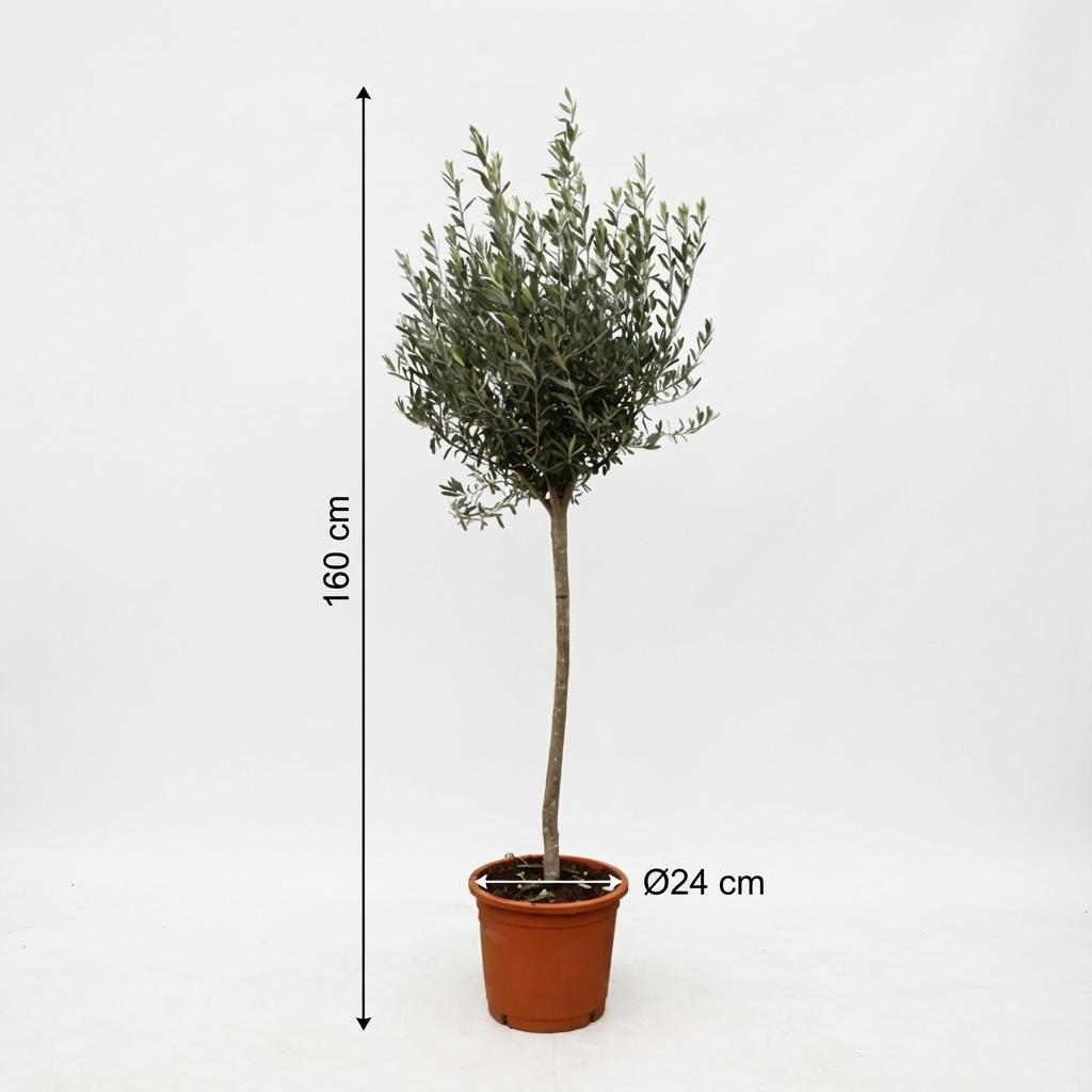 Olea Europaea op stam - 160cm- Ø24