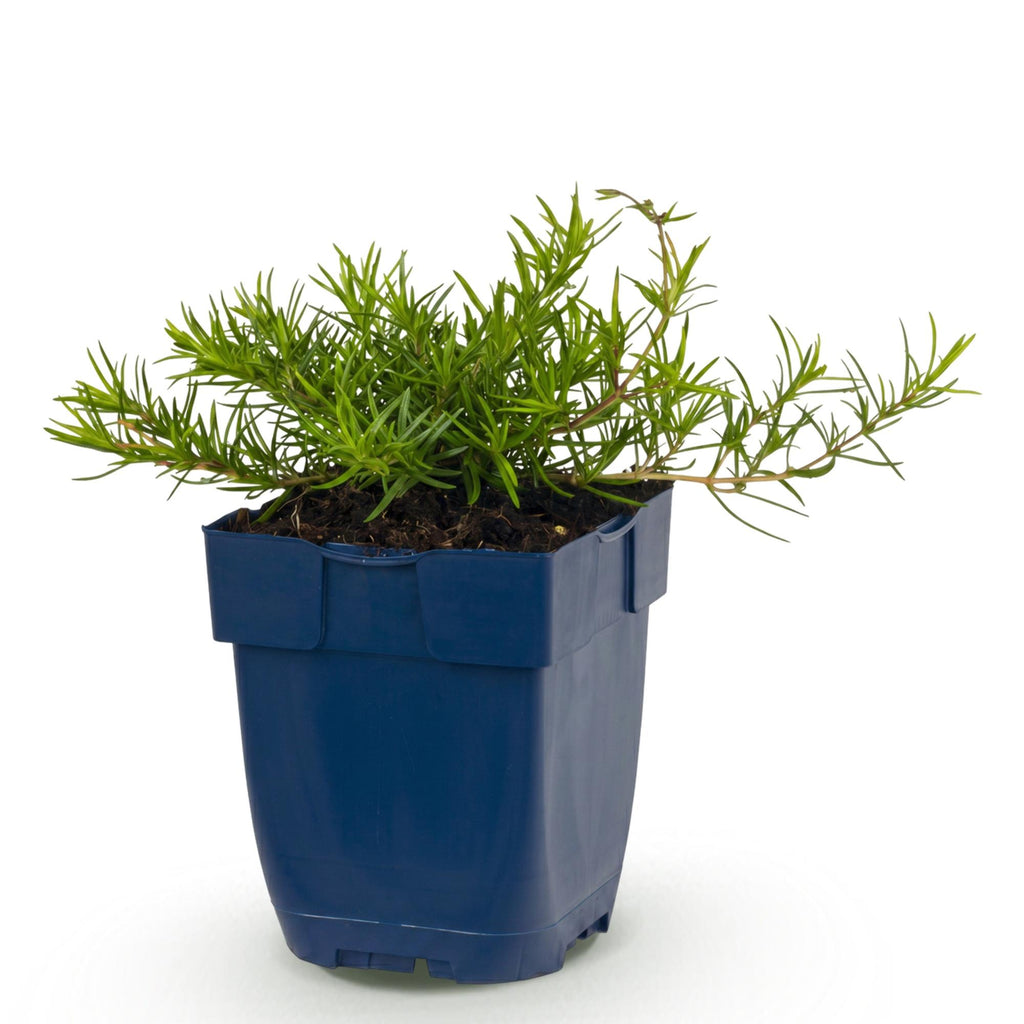Vasteplant - Phlox Benita - Vlambloem - Bodembedekkend - Blauw - 1 Plant - Pot 11cm - Hoogte 15-25cm