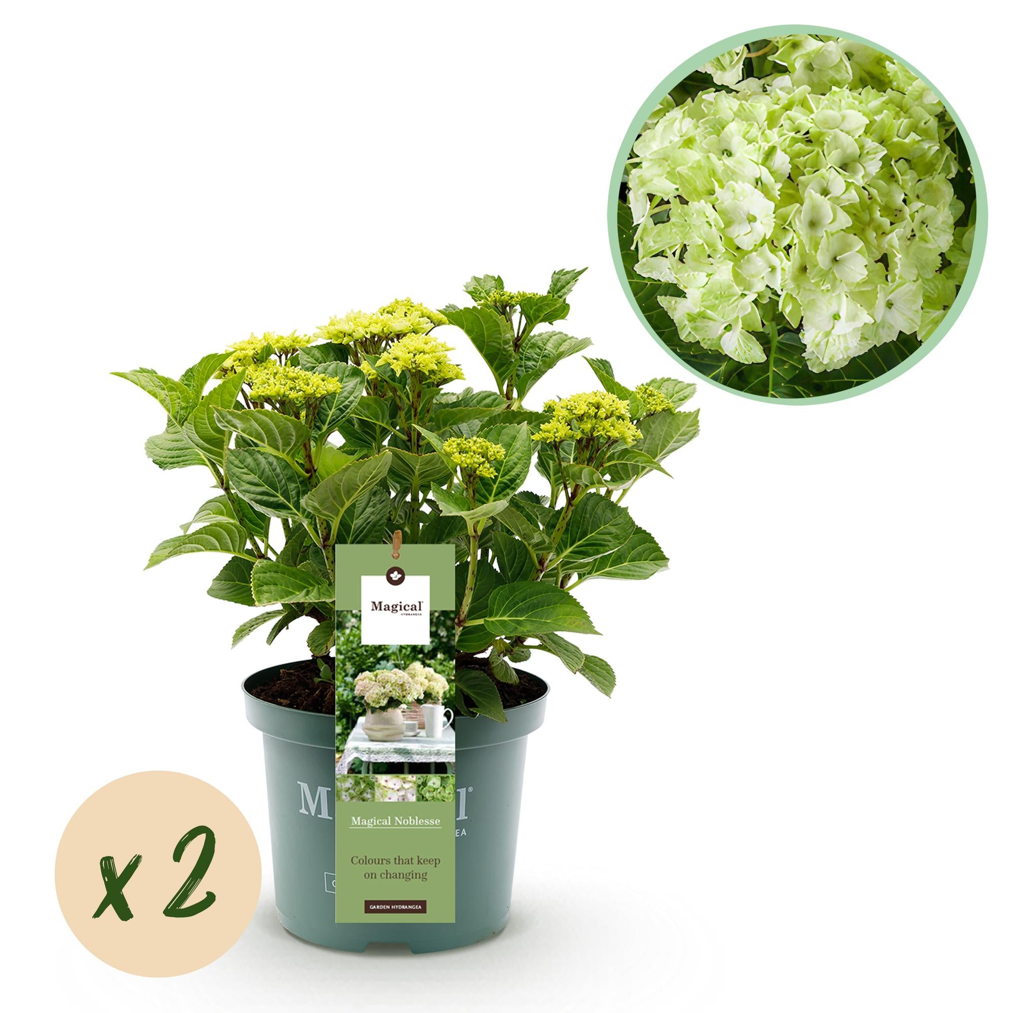 Terrasplant - Hortensia - Hydrangea Magical Nobless - Wit - 6-10 Bloemen - 2 Planten - Pot 23cm Hoogte 55cm