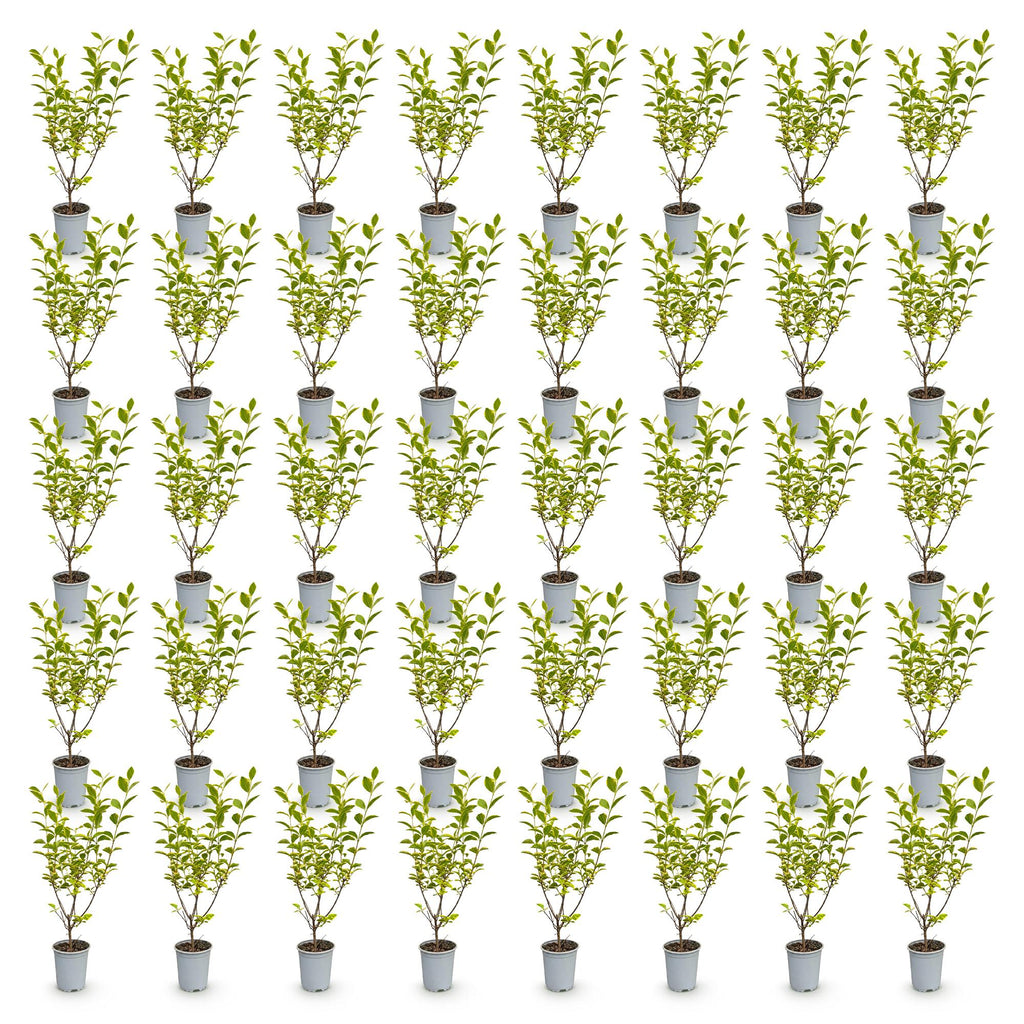 40x Ligustrum ovalifolium Aureum - Bontbladige Liguster - Haagplanten - Groenblijvend - Bont - Pot 9cm - Hoogte 35-45cm