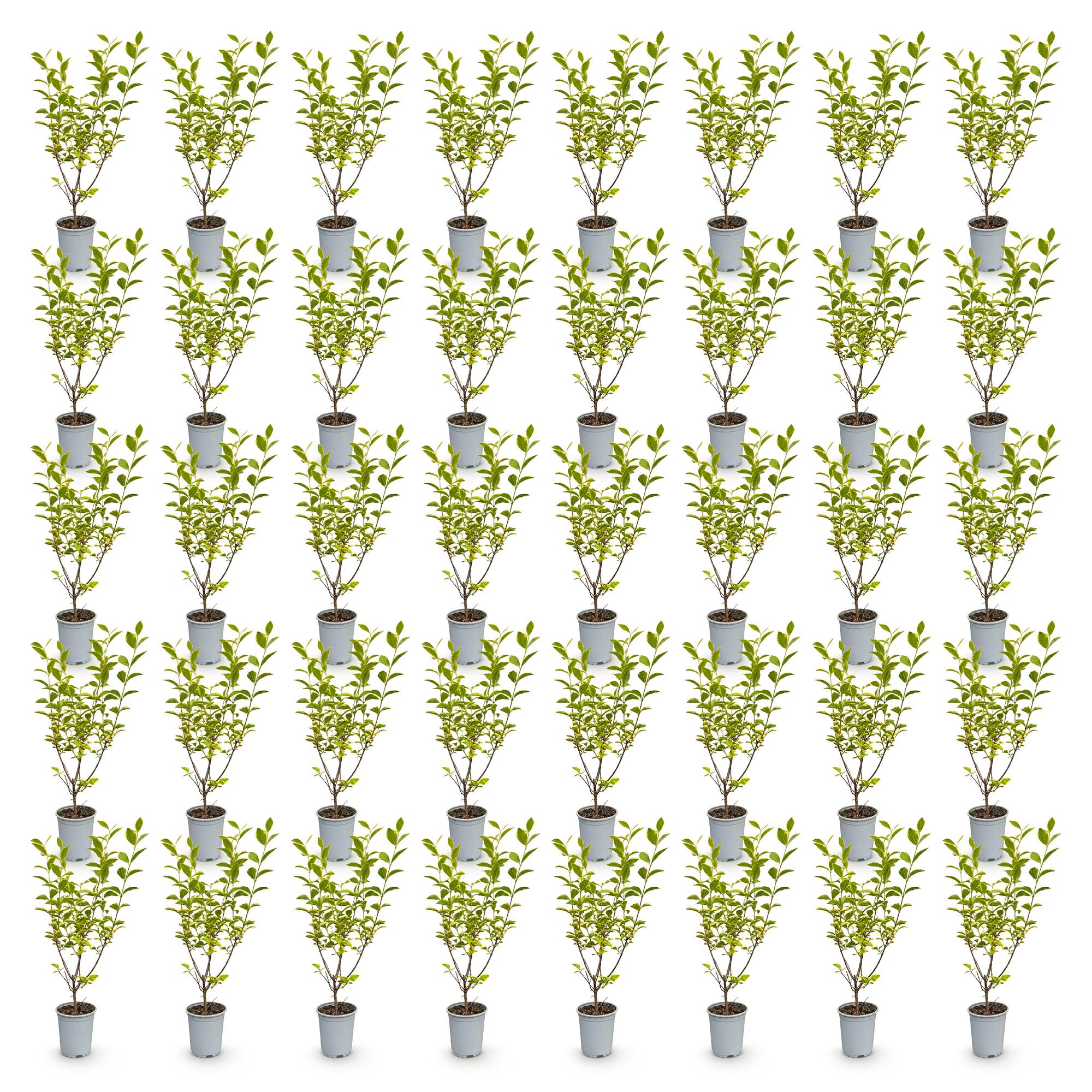 40x Ligustrum ovalifolium Aureum - Bontbladige Liguster - Haagplanten - Groenblijvend - Bont - Pot 9cm - Hoogte 35-45cm