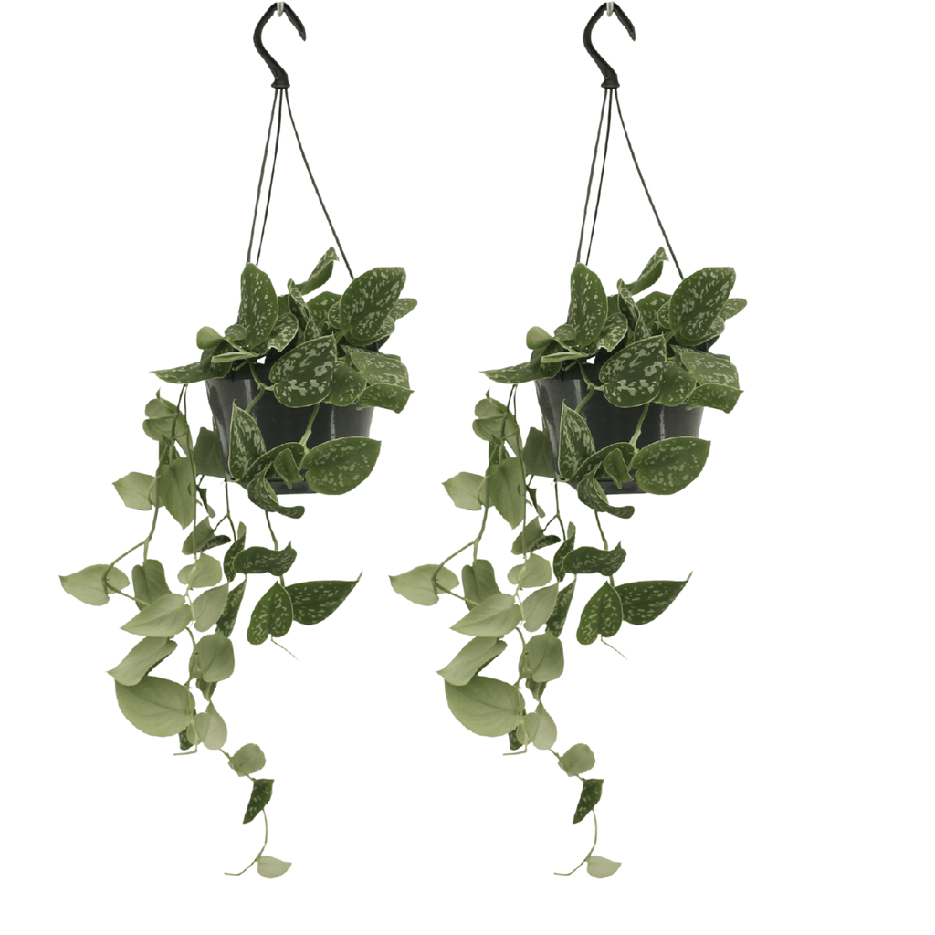 Scindapsus Pictus (Epipremnum) - 2 stuks - Ø15cm - ↕20cm