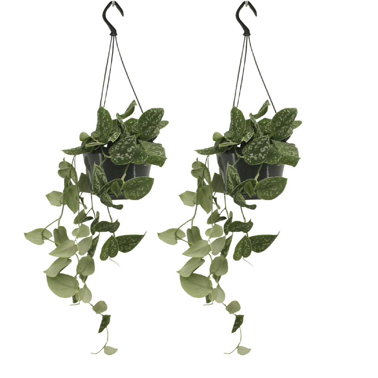 Scindapsus Pictus (Epipremnum) - 2 stuks - Ø15cm - ↕20cm