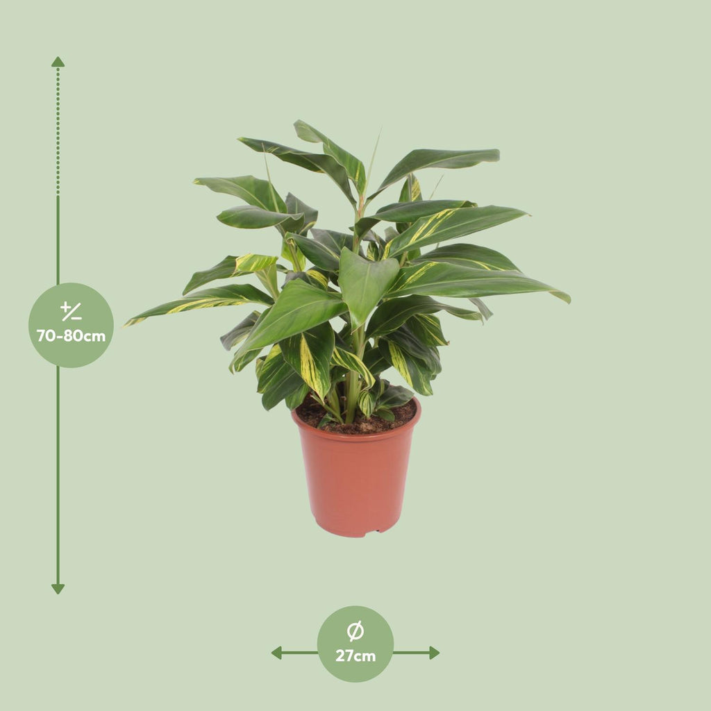 Alpinia Zerumbet Variegata - Ø27cm - ↕80cm