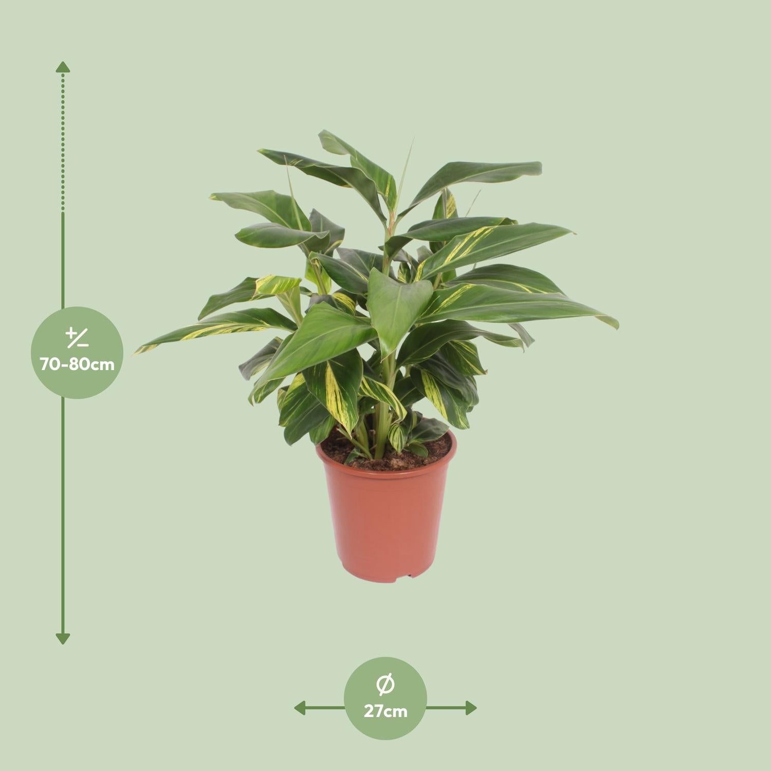 Alpinia Zerumbet Variegata - Ø27cm - ↕80cm