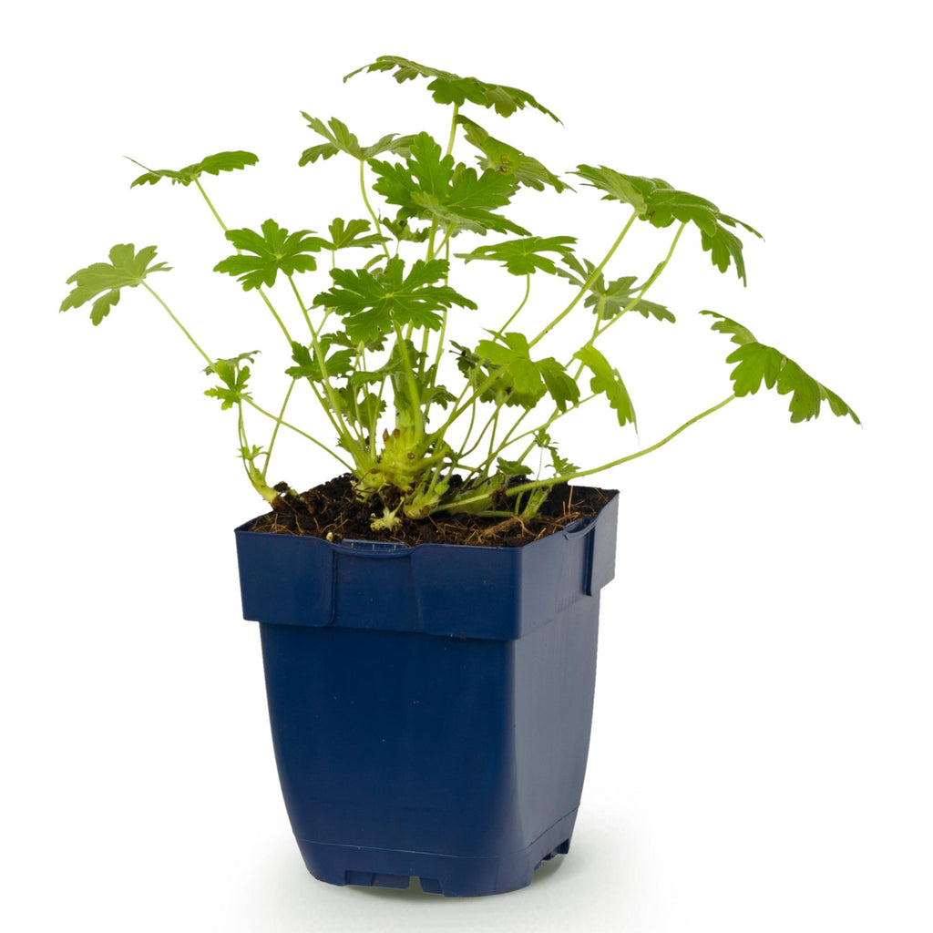 Vasteplant - Geranium macr. Ingwersen's Variety - Ooievaarsbek - Bodembedekkend - Licht Roze - 1 Plant - Pot 11cm - Hoogte 15-25cm