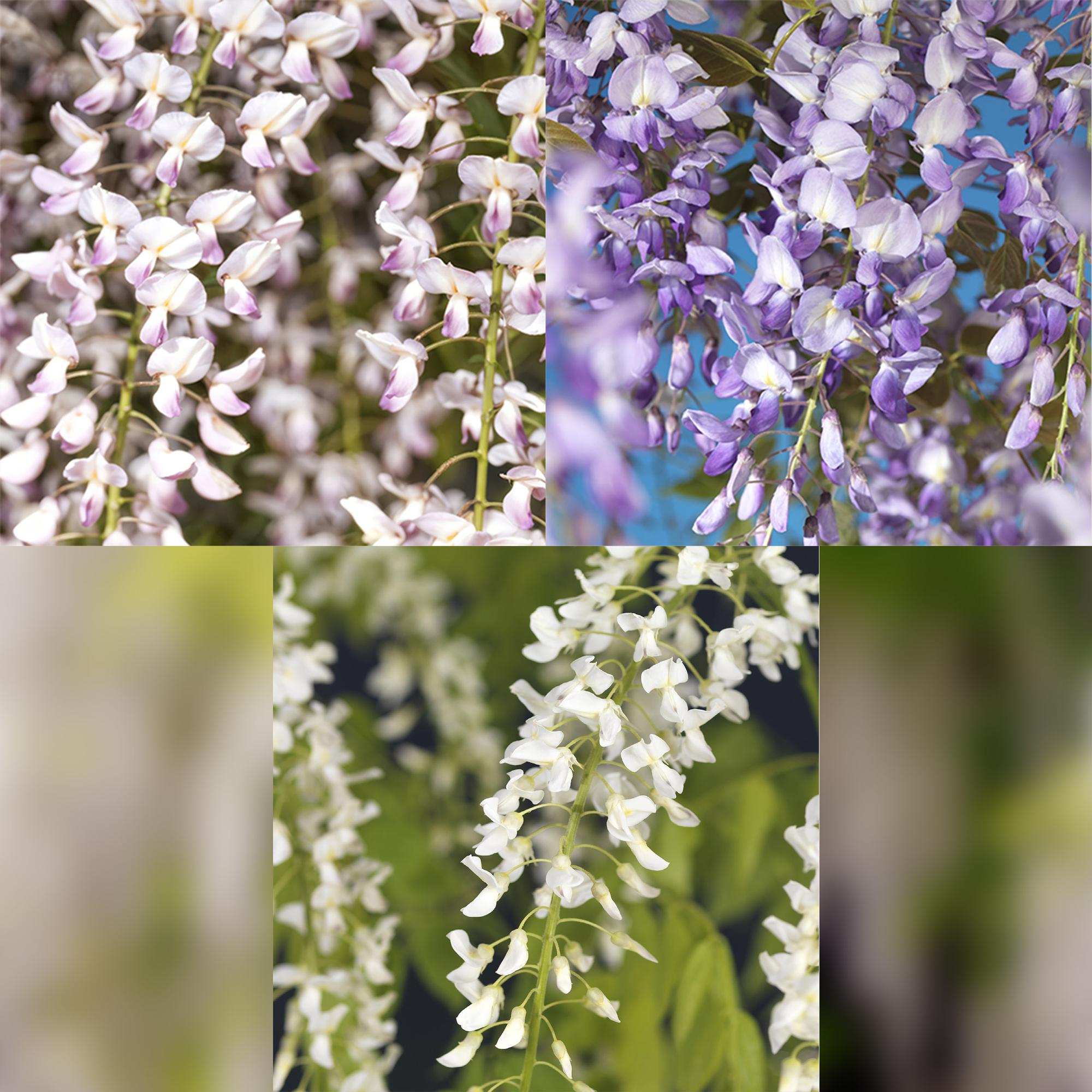 Blauwe regen - Wisteria floribunda Tricolour - Bloemen Blauw Roze Wit  - 3 planten - Pot 11cm Hoogte 40cm