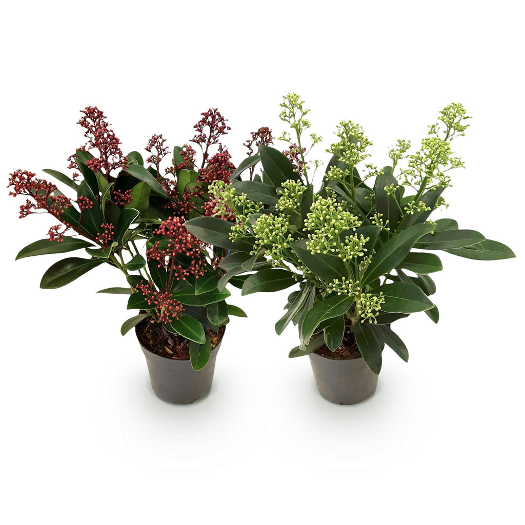 Terrasplant - Skimmia japonica Duo - Bloem Wit & Rood - 10+ Bloemen - 2 Planten - Winterhard - Pot 10,5cm Hoogte 25cm