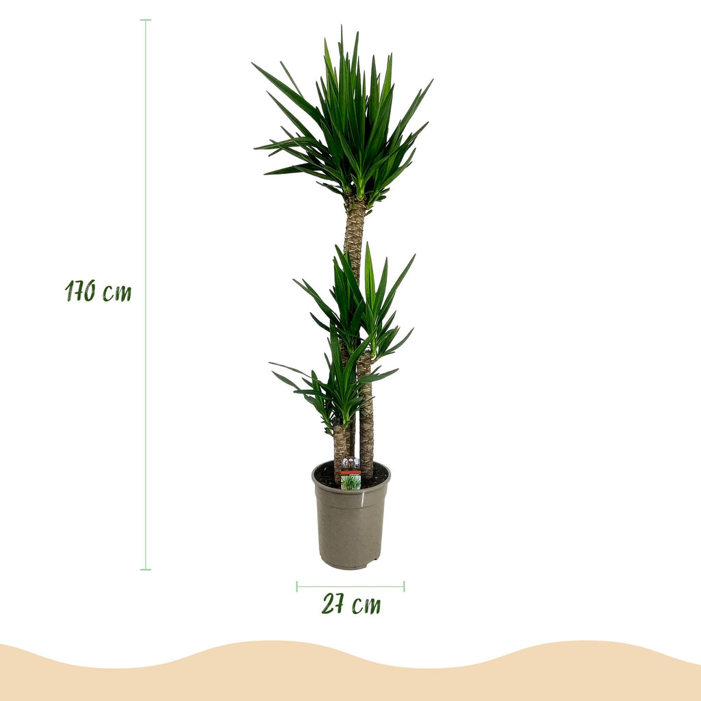 Kamerplant - Yucca elephantipes - Yucca - Weinig onderhoud - Groen - 1 - Pot 27cm - Hoogte 170cm