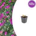 48x Geranium sang. 'Max Frei' - ↕10-25cm - Ø9cm
