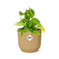 Philodendron Scandens ‘Brasil’ in ELHO Vibes Fold 14cm geel