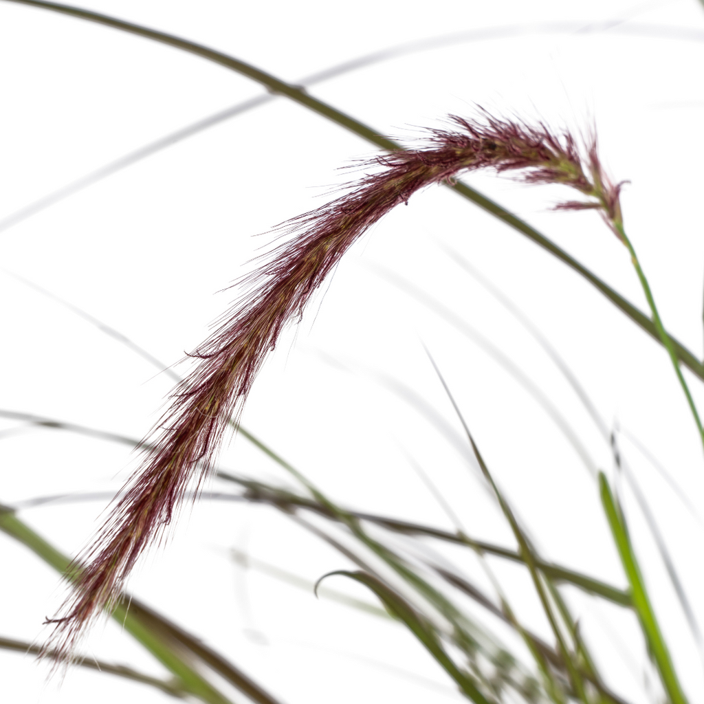 4x Pennisetum x advena Rubrum Ø13cm - ↕50 - 60cm