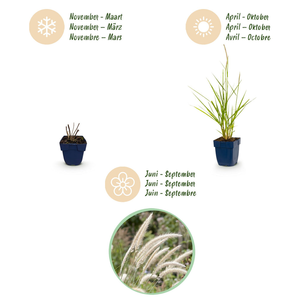 Grassen - Pennisetum or. Fairy Tales - Lampenpoetsergras - Met Pluim - Groen - 24 Planten - Pot 11cm - Hoogte 15-25cm