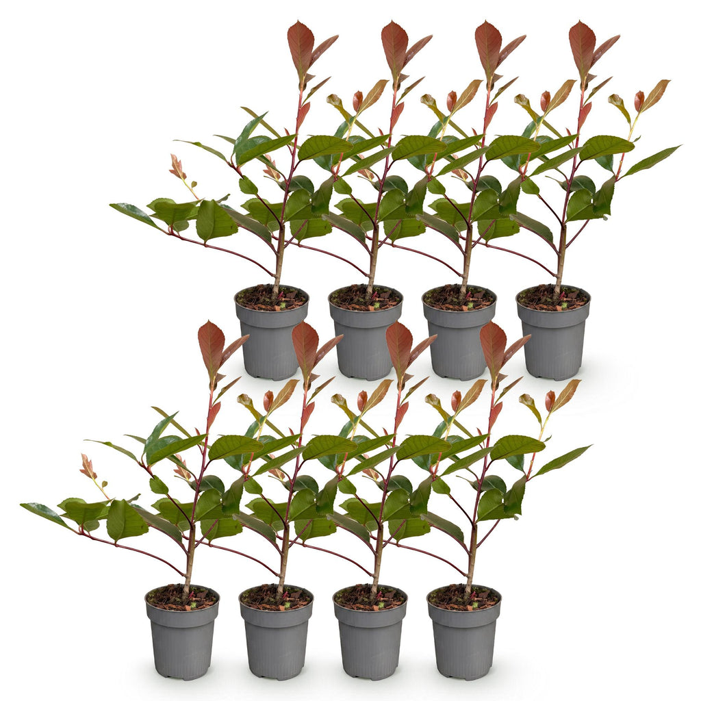 8x Photinia fraseri Red Robin - Glansmispel - Haagplanten - Groenblijvend - Rood - Pot 9cm - Hoogte 25-35cm