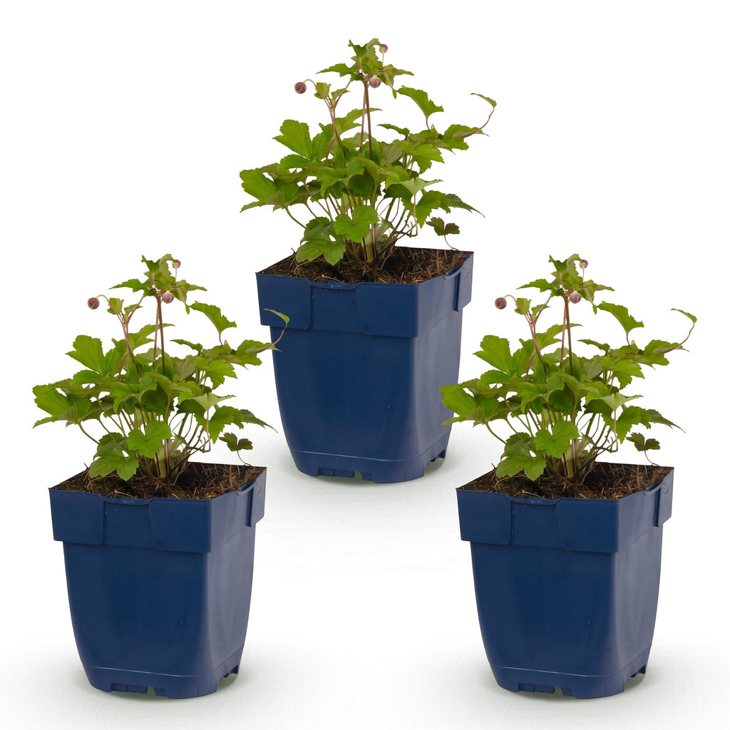 Vasteplant - Anemone hup. Splendens - Herfst Anemoon - Schaduw - Donker Roze - 3 Planten - Pot 11cm - Hoogte 15-25cm